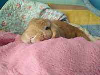 Rabbito, 2012 - 2020